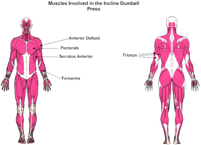 Muscles Involved in the Incline Dumbell Press